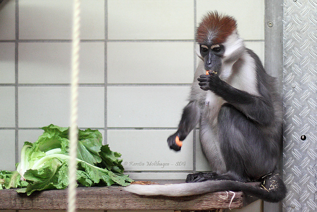 Rotscheitelmangabe (Zoo Karlsruhe)