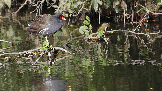 Gallinule dominante ;-)