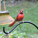 Northern Cardinal