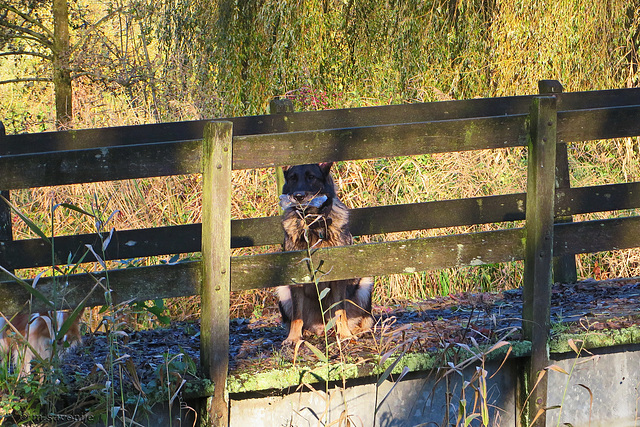 Kees op de brug