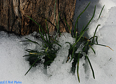 Onion Grass in the Woodpile