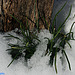 Onion Grass in the Woodpile