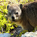 Dassie portrait