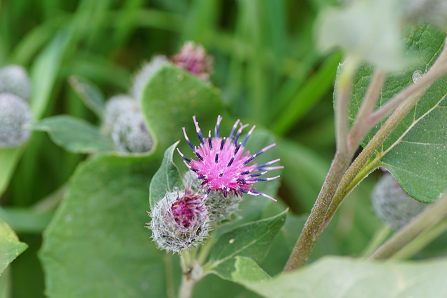 Distelblüte mit Klette