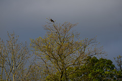 The disappearing Crow