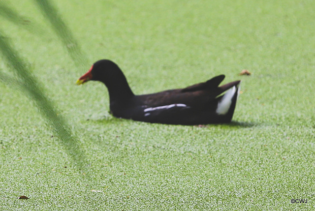 Moorhen in a sea of Duckweed