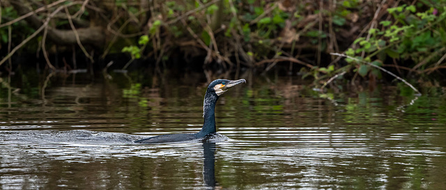 Cormorant