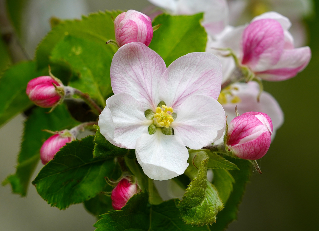 Apfelblüte