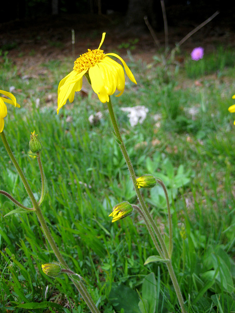 Echte Arnika (Arnica montana)