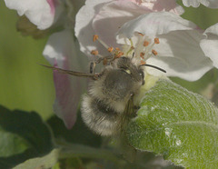 5T2A3965 Male Hairy Footed Bee