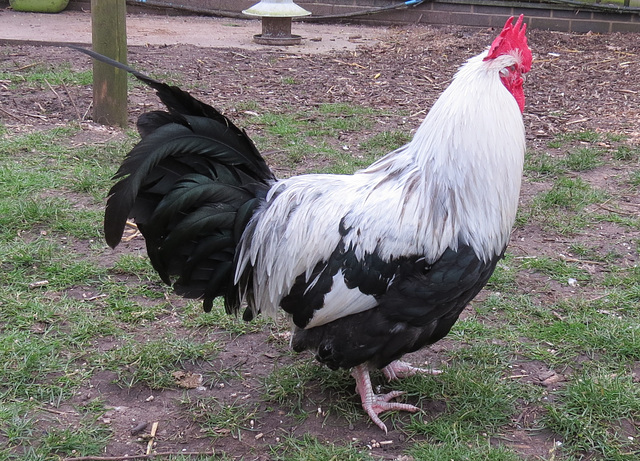 clissold park cock