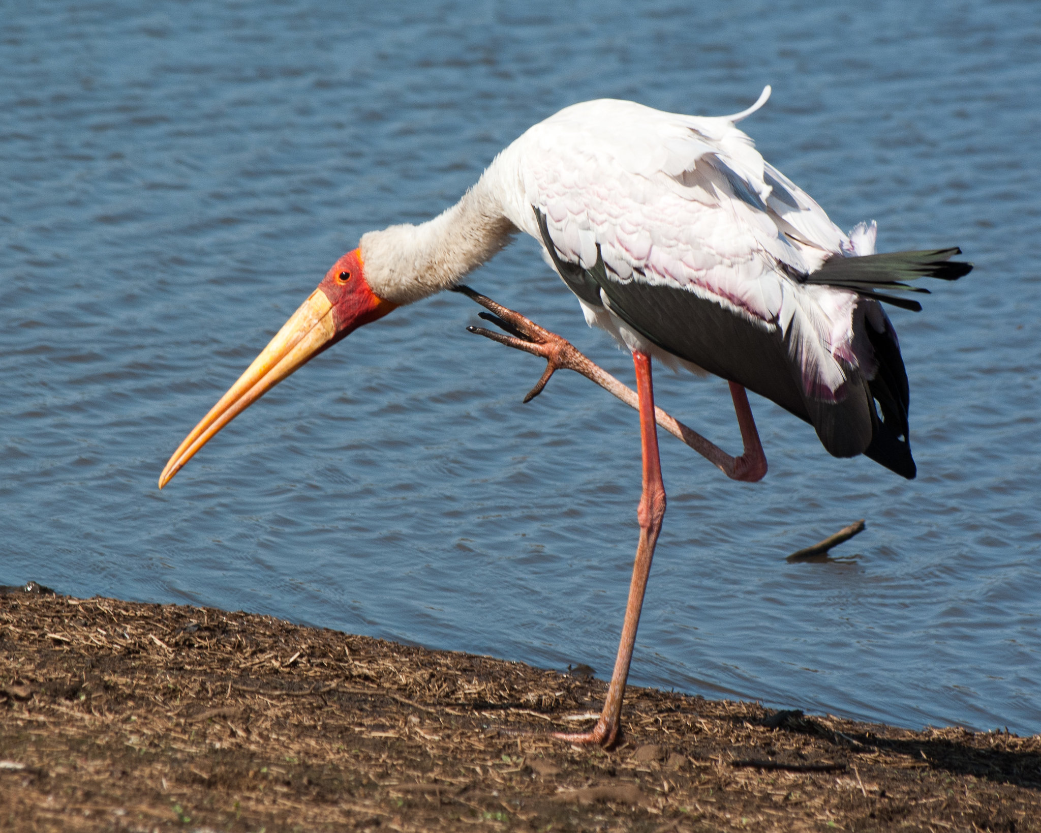 South Africa Kruger Park IGP7656