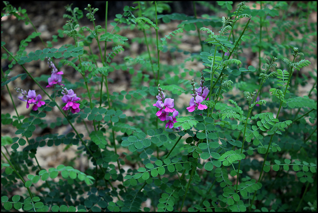 Indigofera gerardiana (1)