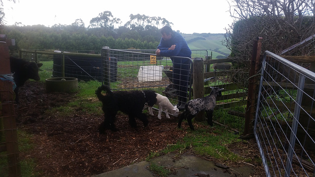 morning constitutional for the lambs