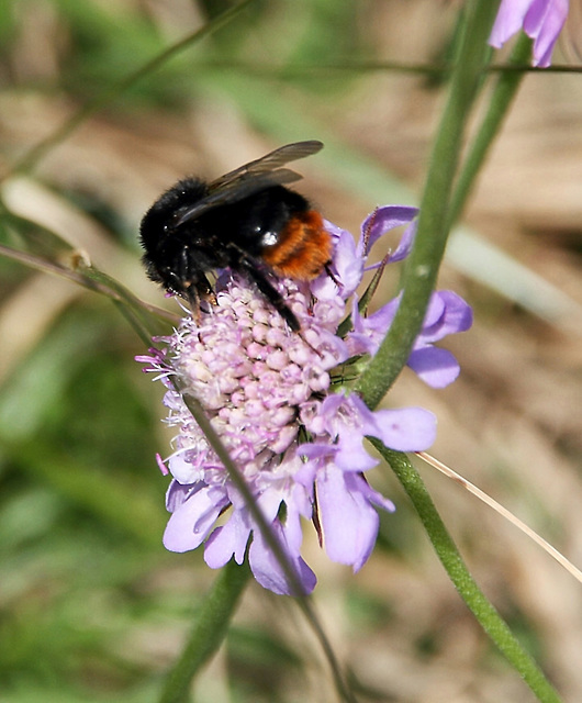 Steinhummel