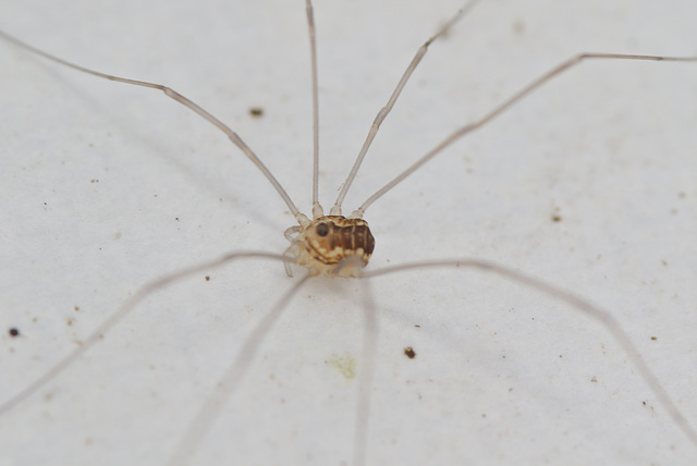 Harvestman EF7A4002