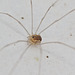 Harvestman EF7A4002