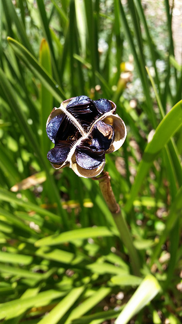 jacobean lily seedpod and seeds