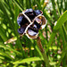 jacobean lily seedpod and seeds