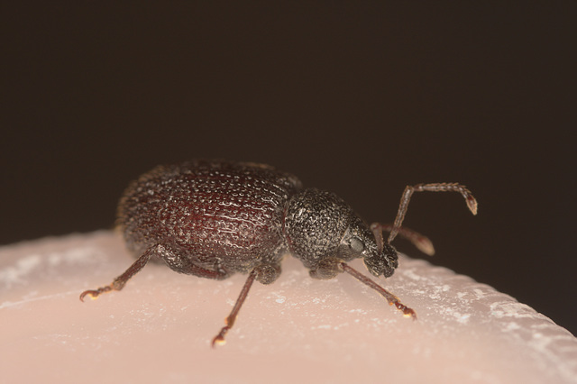 WeevilIMG 3279