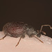 WeevilIMG 3279