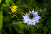 Love-in-a-Mist