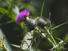 Scotch Thistle - as prickly as the more nationalist of Scotland's people.