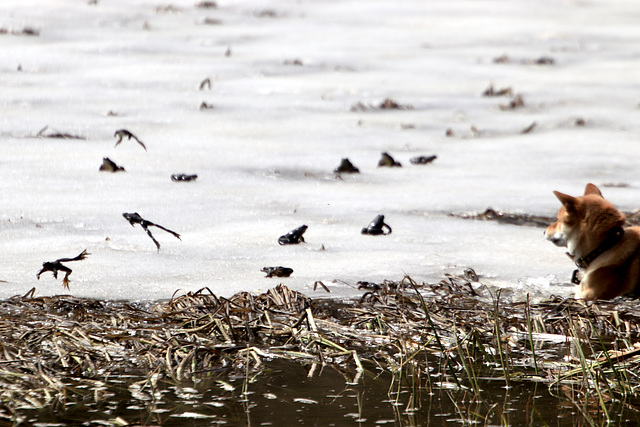 Les grenouilles s’enfuient sur la glace de l’etang