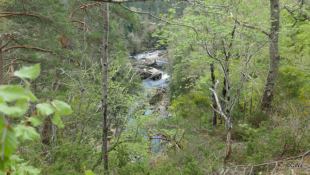 Views along the edge of the River Findhorn from the Sluie Walks' Loops on the Earl of Moray's Estate.