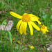 Echte Arnika (Arnica montana)