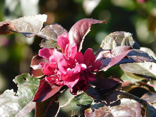 Fleur de pommier d'ornement  qui a fleuri cette fin d'été*************