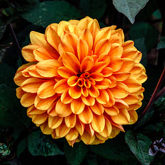 Orange Thursday