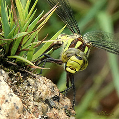 AESHNA CYANEA
