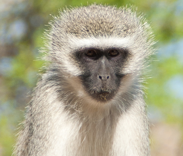 South Africa Kruger Park IGP7729