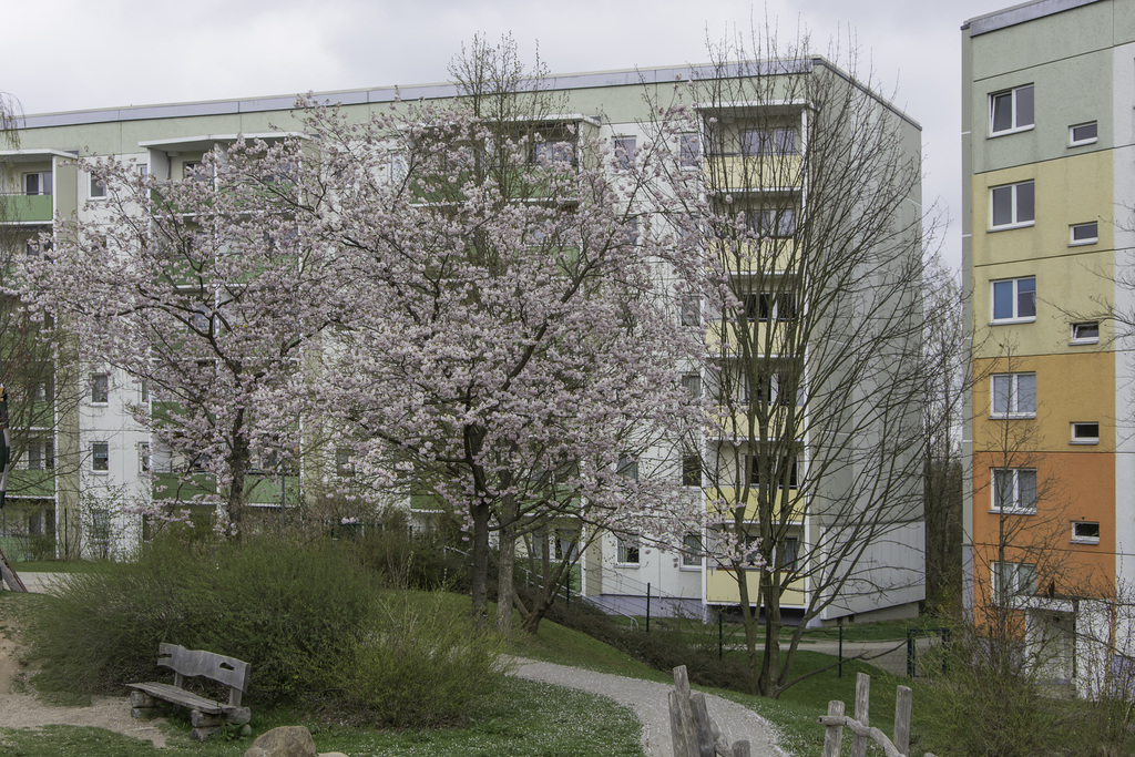 (112/365) Blühende Bäume in der Friedrich-Viertel-Straße