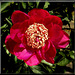 Paeonia