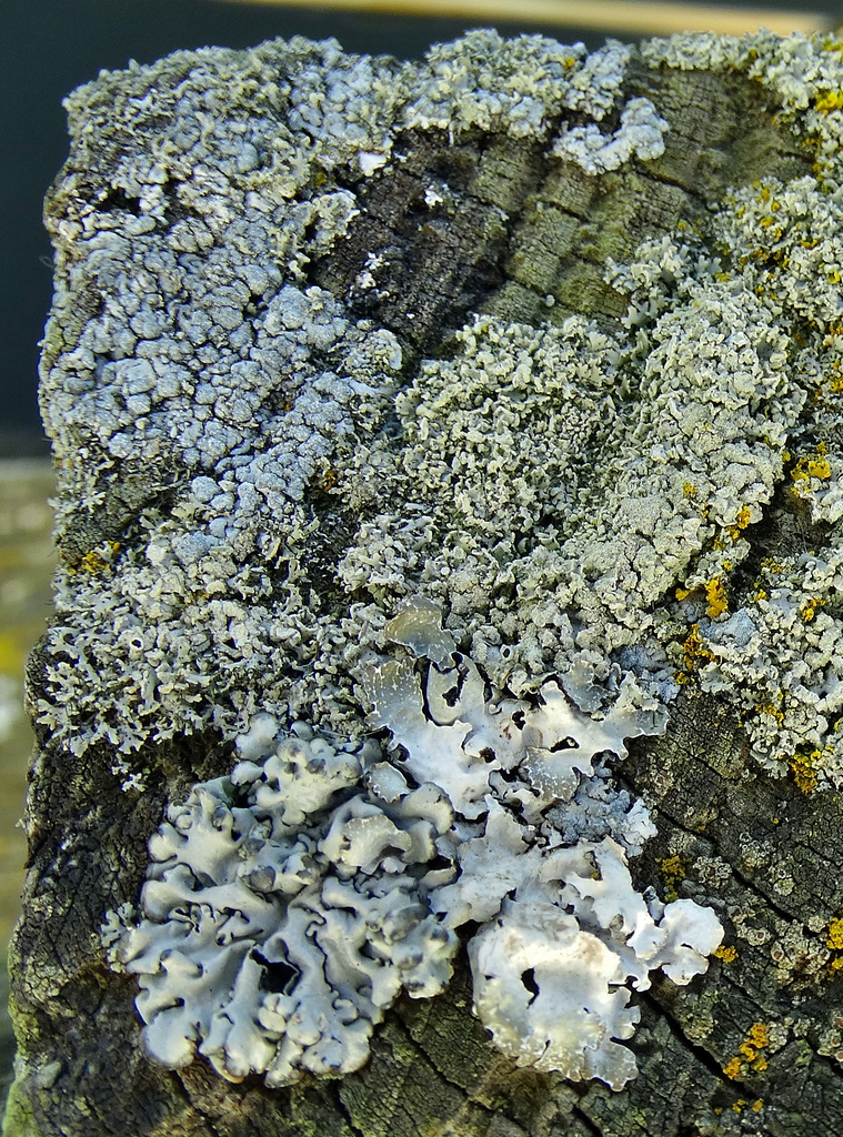 Lichen