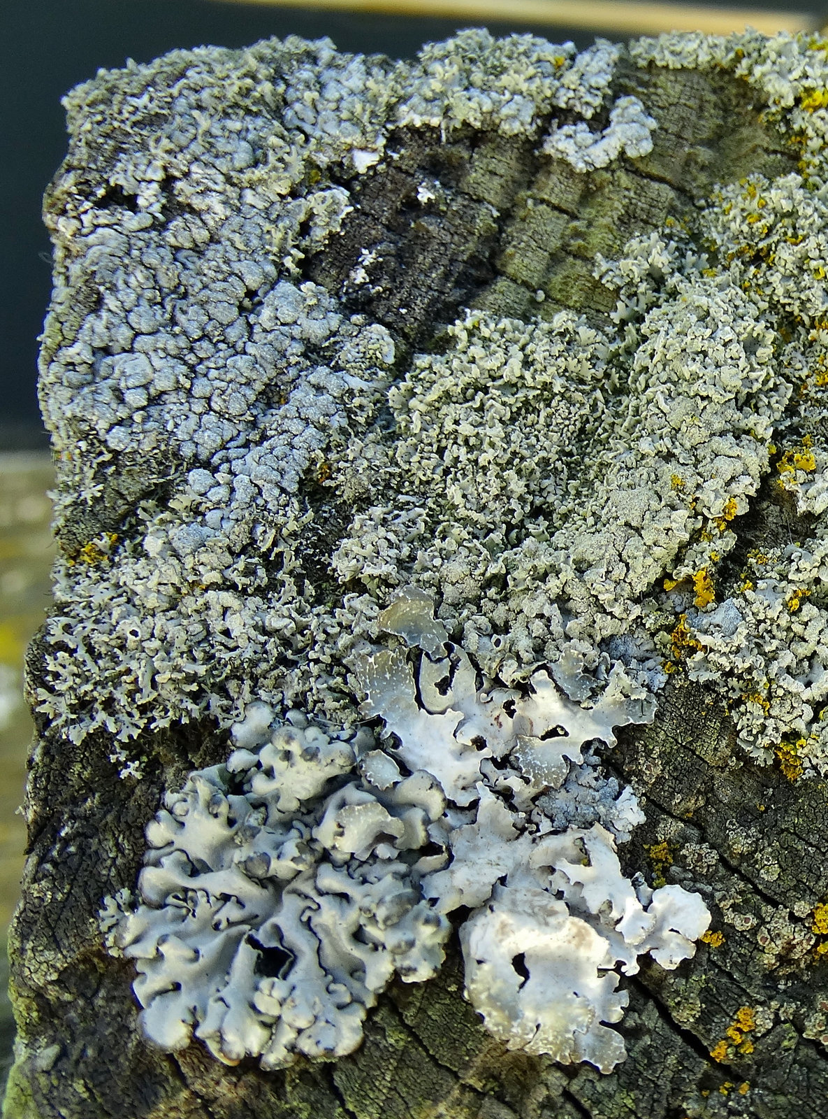 Lichen