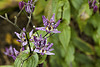 Tricyrtis formosana – Princess of Wales Conservatory, Kew Gardens, Richmond upon Thames, London, England