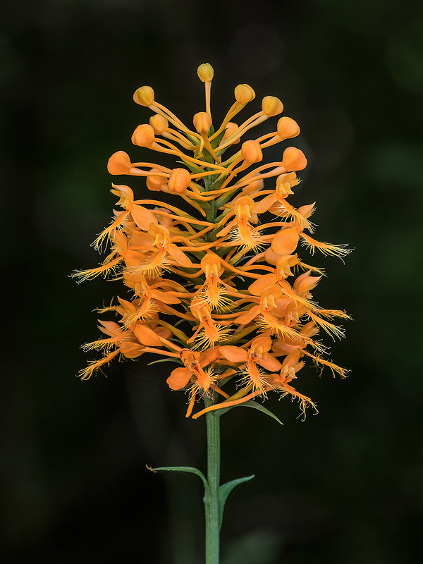 Platntera ciliaris (Yellow Fringed orchid)