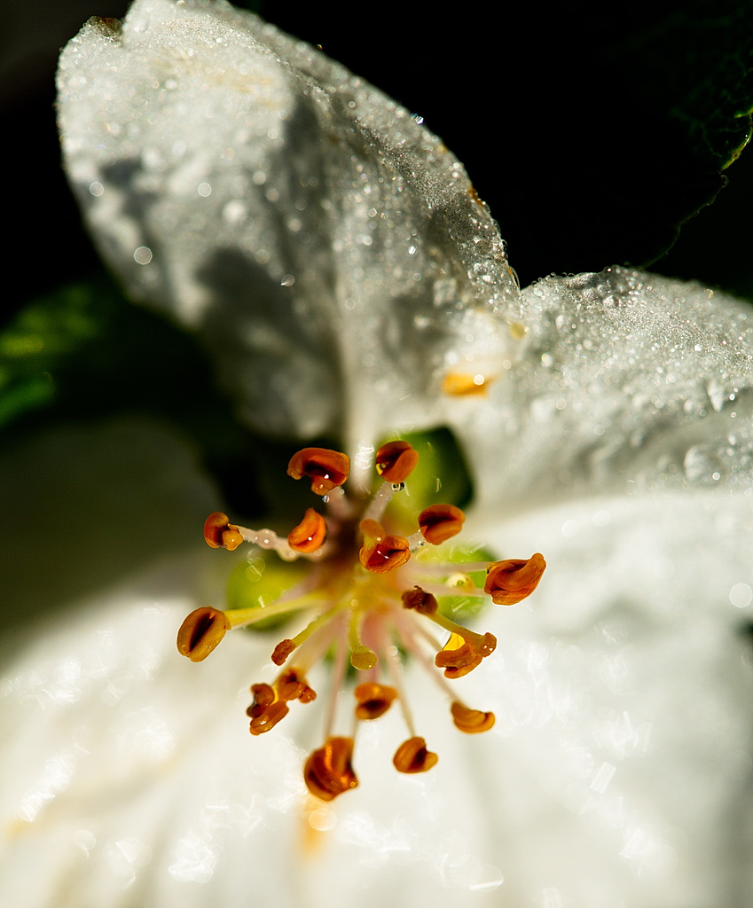 Apfelblüte