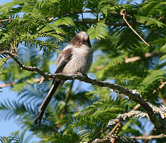 Tupinet (ou mésange à longue queue)