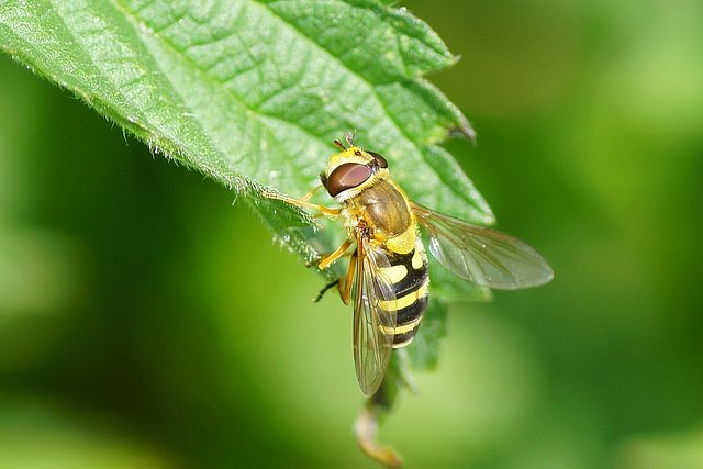 Schwebfliege an Brennessel