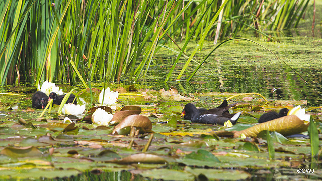 Moorhen family feasting on trout pellets...