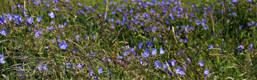 Wild And Blue Geraniums