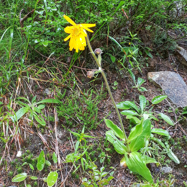 Echte Arnika (Arnica montana)