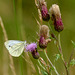 Green-veined White Butterfly