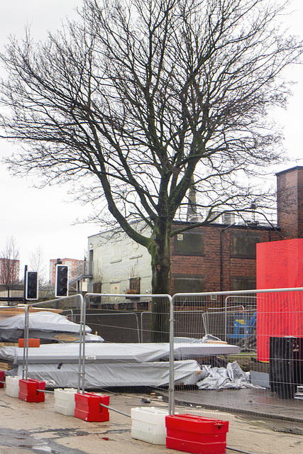 Story Tree (Norway Maple)