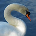 S is for Swan