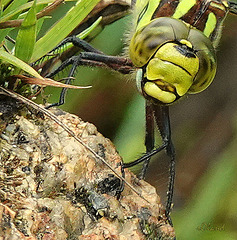 AESHNA CYANEA